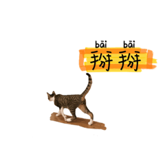 巧克貓的日常