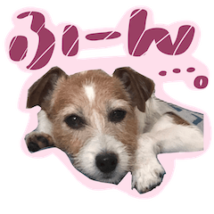 Daily Jack Russell Terrier "Komugi"