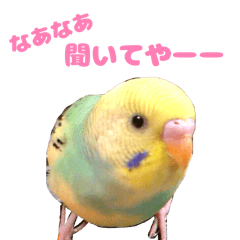 Cute parrot he's from Kansai