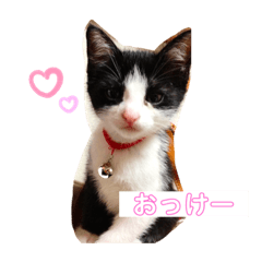 SAITO COCO.