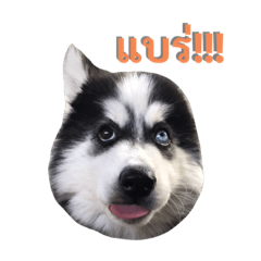 Money Siberian husky