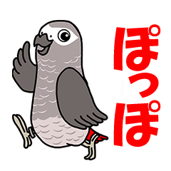 Grey Parrot, Poppo