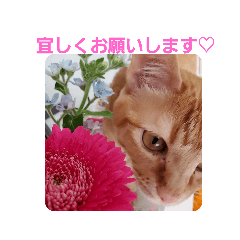 chibiko_20200530184625