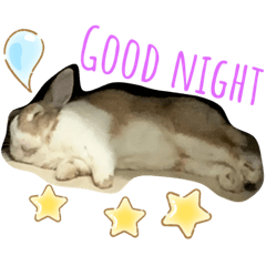 My rabbit bubu
