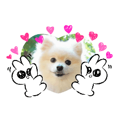 ポメラニアン子猫丸のスタンプ 初夏 Line スタンプ Line Store ポメラニアン子猫丸のスタンプ 初夏 Line スタンプ Line Store