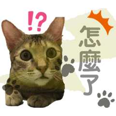 小金&里瑟