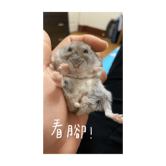 鼠鼠寶