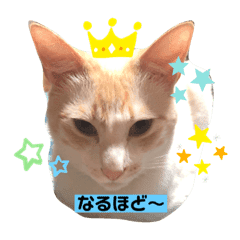 白猫しらすとお花スタンプ Line スタンプ Line Store 白猫しらすとお花スタンプ Line スタンプ Line Store