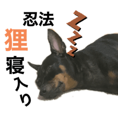 Japanese Minipin Line Stickers Line Store Japanese Minipin Line Stickers Line Store