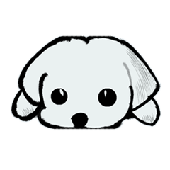 マルチーズはかわいいかおでうったえる Line スタンプ Line Store マルチーズはかわいいかおでうったえる Line スタンプ Line Store