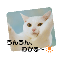 保護猫カフェさくらスタンプ♡女の子編