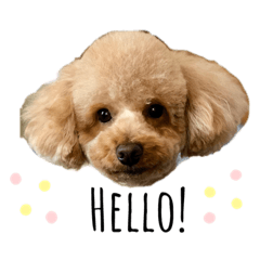 Leo's wonderful days