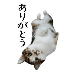 Cats stamp Maru & Momoko