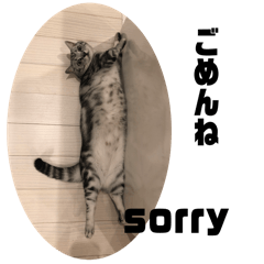 cat munchkin