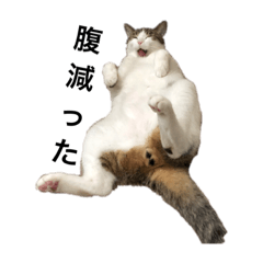 5_neko_