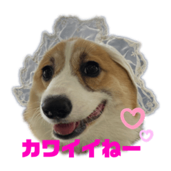 tonton_20200531205754