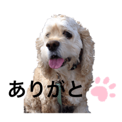 monaka_American Cocker Spaniel