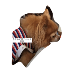 Kitty_20200531230005