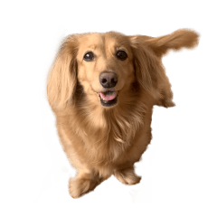  [Useful] Cute dachshunds