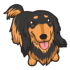 Hi! Long haired dachshund