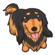 Hi! Long haired dachshund