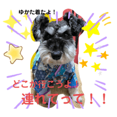 Miniature schnauzer truffle-kun part 2