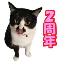 Kisarazu Cat CHOBISUKE _02