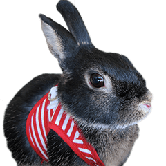 One word of Netherlands rabbit