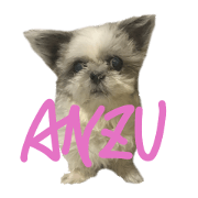 Anzu Shih Tzu Sticker