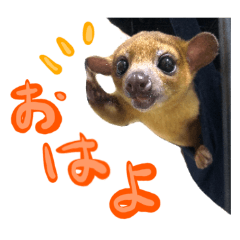 Kinkajou photo Stickers