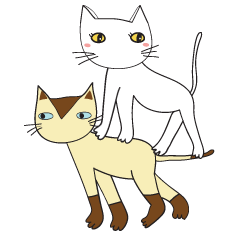 meow meow thai cats