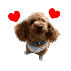 Toy Poodle " 'Ao" with daily words