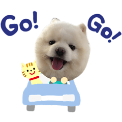 Pomeranian Shiromaru's sticker5