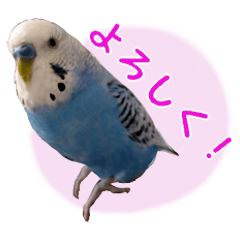 Handsome budgie P-chan