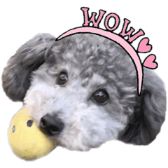 Toy poodle family Stickers