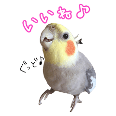 オカメインコ シナモン のスタンプ Lineクリエイターズスタンプ Stamplist オカメインコ シナモン のスタンプ Lineクリエイターズスタンプ Stamplist