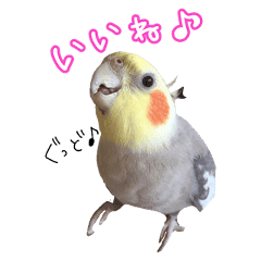 オカメインコ シナモン のスタンプ Lineクリエイターズスタンプ Stamplist