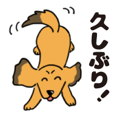 Mr.Marron of Dachshund03