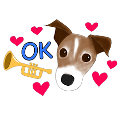 Jack Russell Terrier, Chai