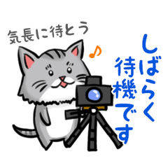 Photographer cat