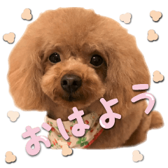 Cute dog Toy poodle(15)celebration