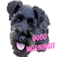 Black Schnauzer Gon