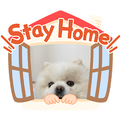 Pomeranian Shiromaru's sticker4