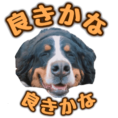 Bernese Mountain Dog ZIKI