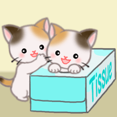 Twin calico kittens in boxes and bags