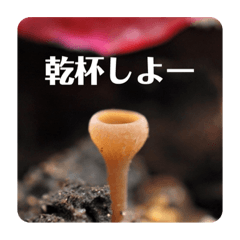 mushroom greeting 5