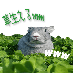 うさぎのビスケ２