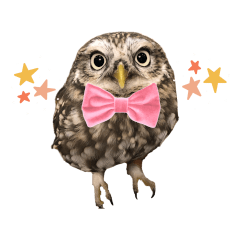 Little Owl Hamy Part2