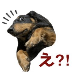 Ponta Miniature Dachshund 2