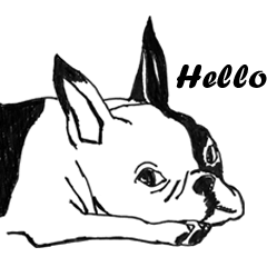 Black-and-white French Bulldog